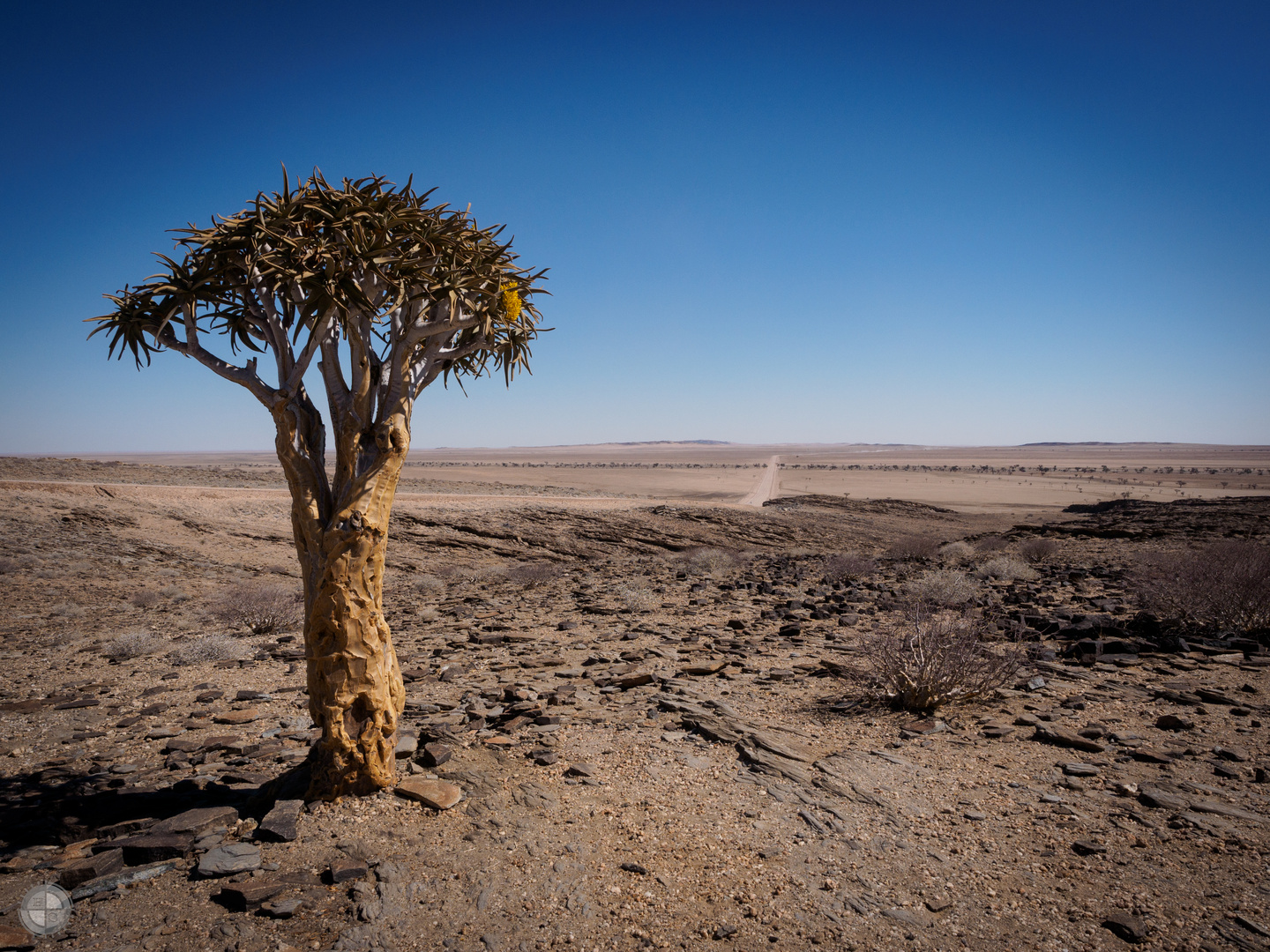 Köcherbaum in der Namib Wüste