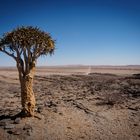 Köcherbaum in der Namib Wüste