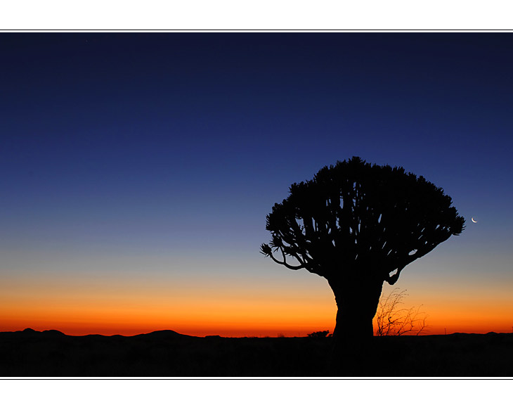 Köcherbaum in der Wüste Namib