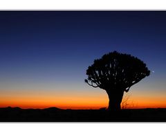 Köcherbaum in der Wüste Namib