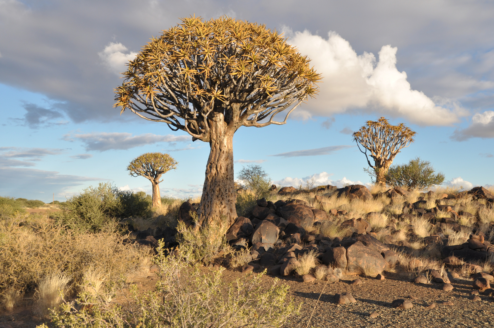 Köcherbaum in Namibia