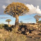 Köcherbaum in Namibia