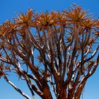 Köcherbaum in Namibia