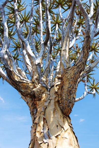 Köcherbaum in Namibia