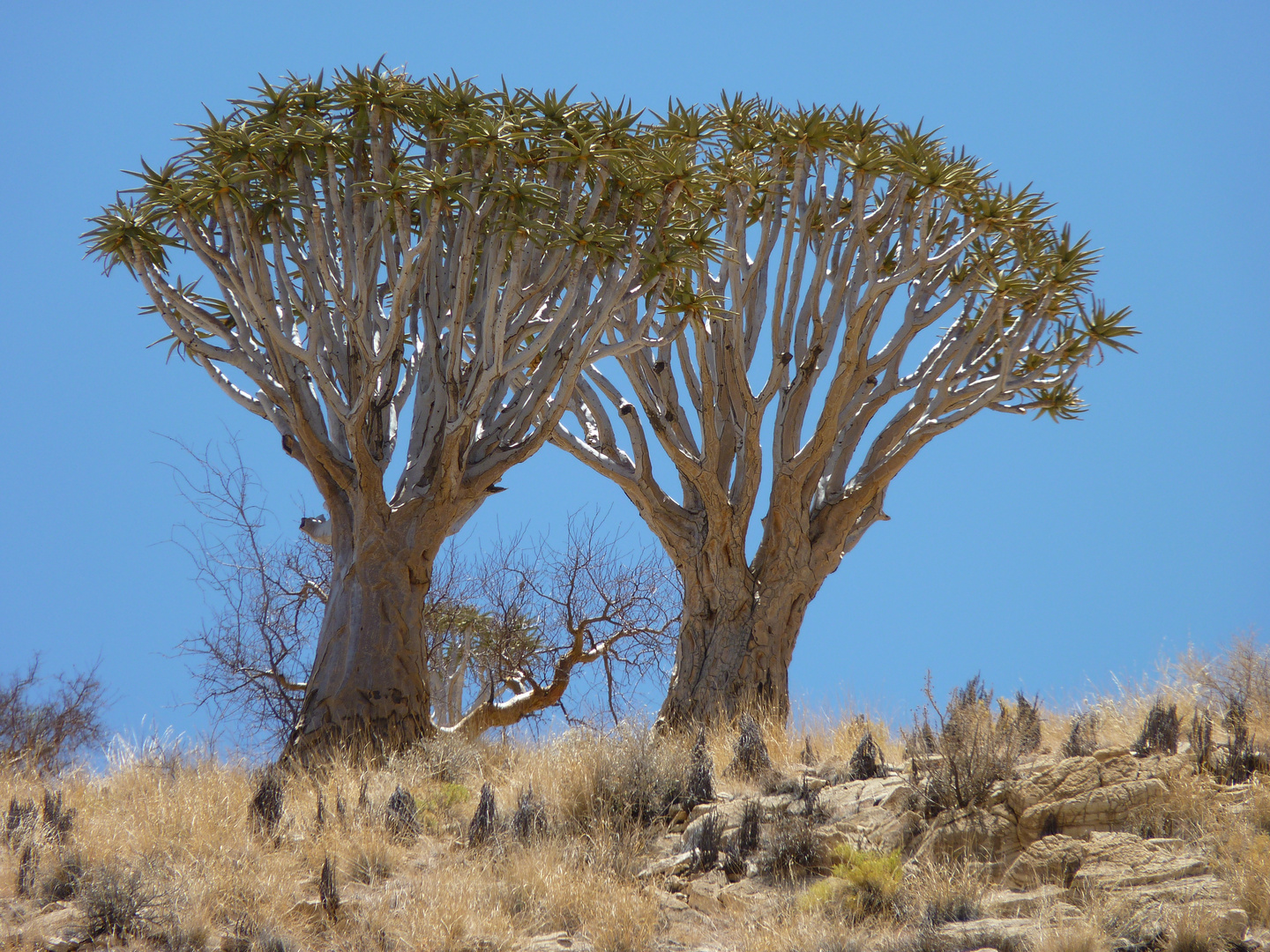 Köcherbaum, Kokerboom, Aloe Dichotoma