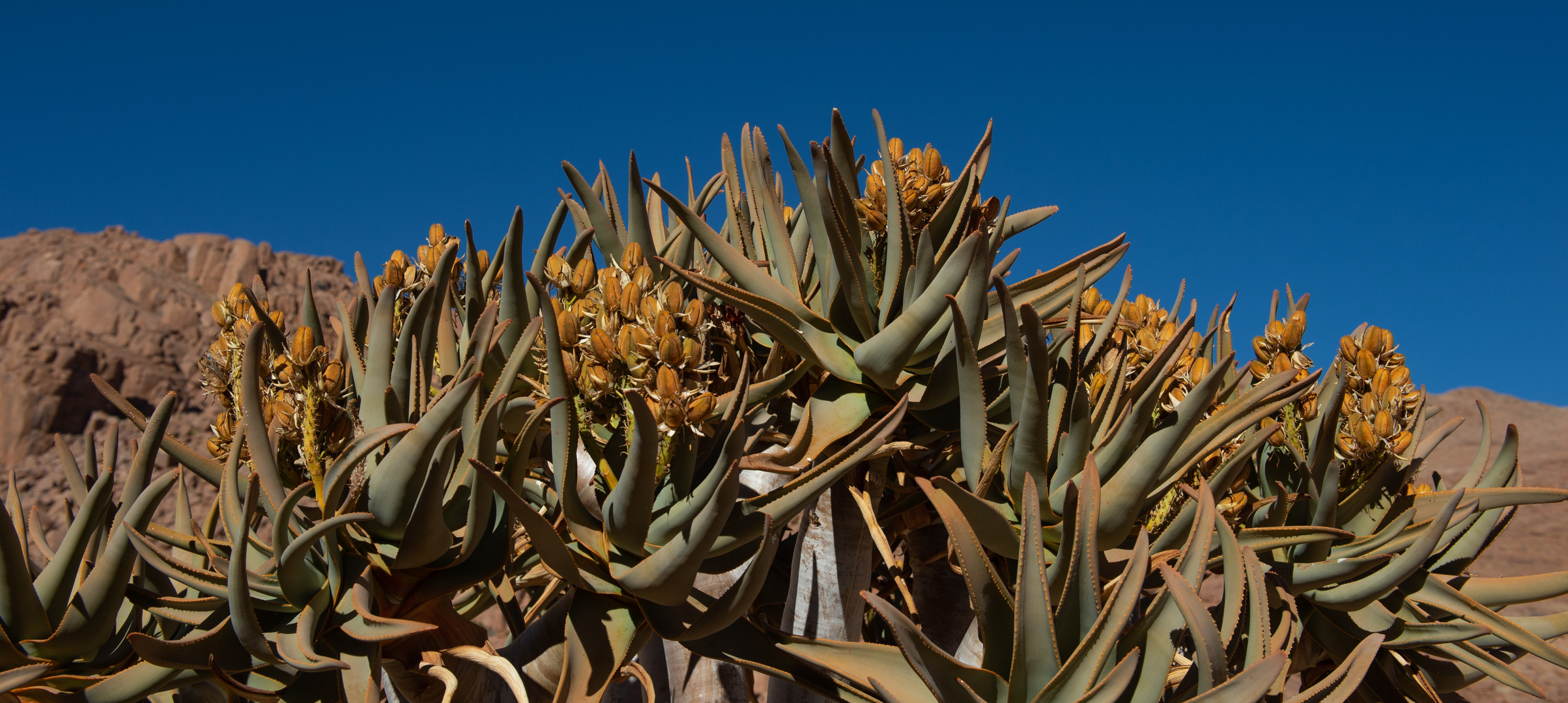 Köcherbaum-Krone - Koiimasis Camp/Ranch (Namibia)