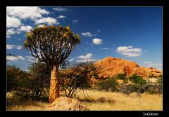 Köcherbaum mit Blüten