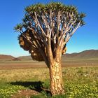 Koecherbaum mit Gemeinschaftsnest( suedliche Namib )