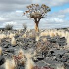 Köcherbaum mit großem Siedelvogelnest