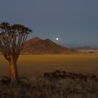 Köcherbaum mit Mond - Quiver tree with moon