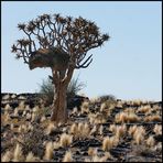 Köcherbaum mit Siedelwebern im Fish River Canyon - 2