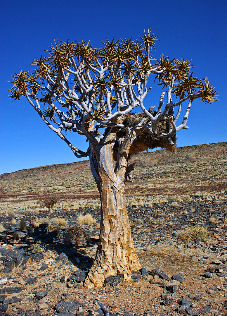 Köcherbaum mit Siedelwebern im Fish River Canyon