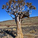 Köcherbaum mit Siedelwebern im Fish River Canyon