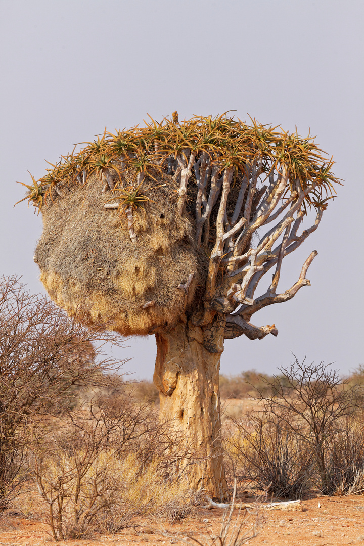 Köcherbaum mit Siedelwebernest_1