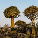 Köcherbaum mit Webervogelnest