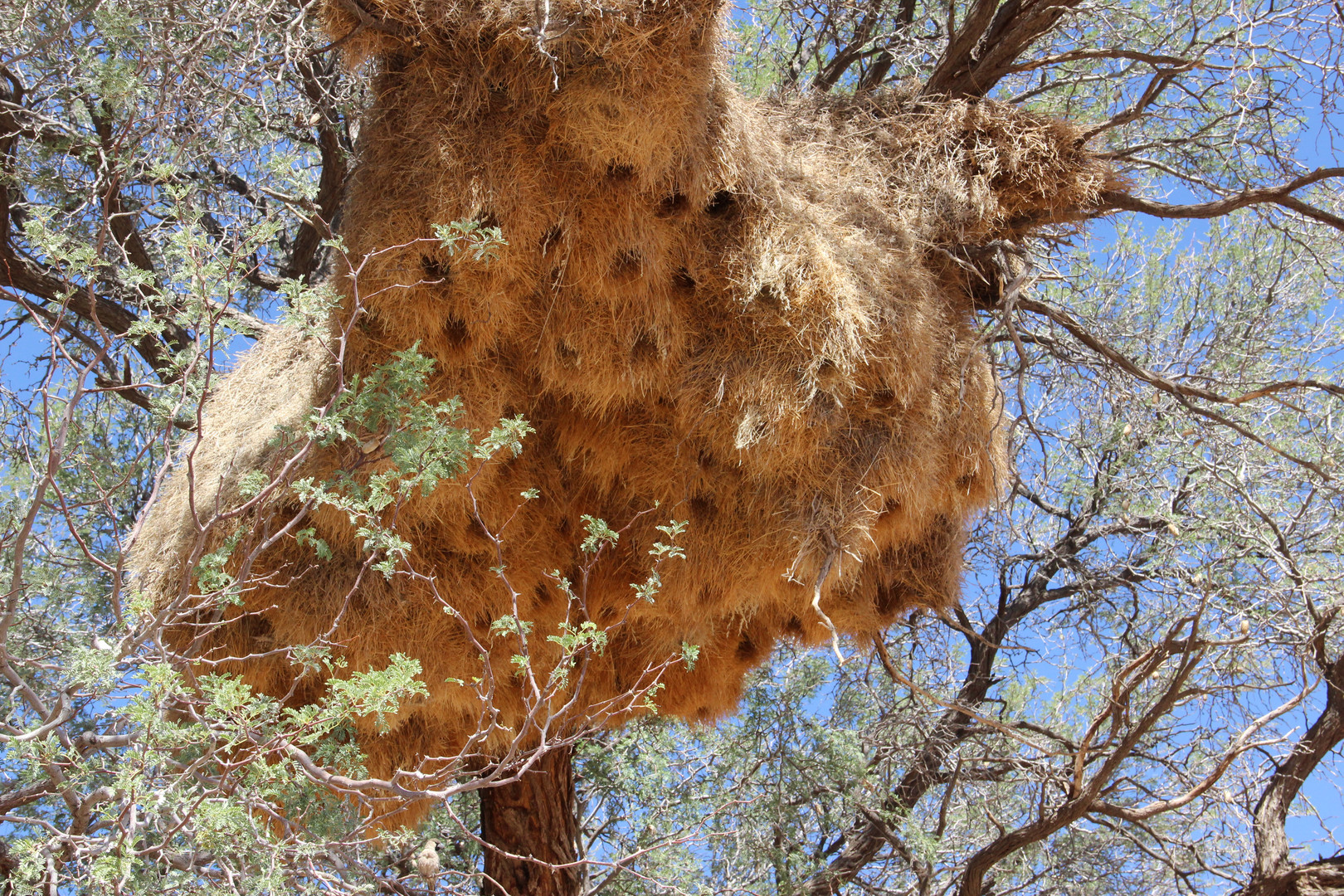 Köcherbaum mit Webervogelnest