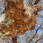 Köcherbaum mit Webervogelnest