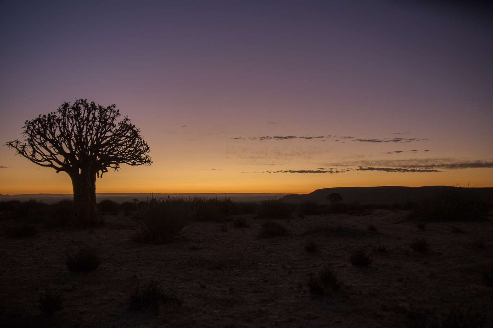 Köcherbaum nach Sonnenuntergang