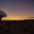 Köcherbaum nach Sonnenuntergang