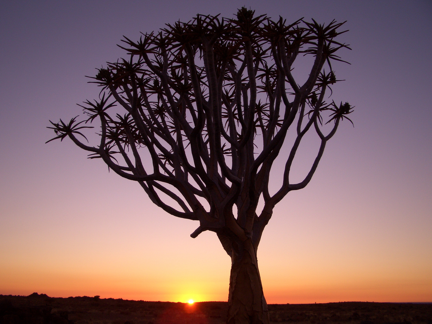 Köcherbaum Namibia 2009