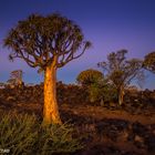 Köcherbaum Namibia