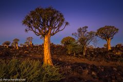 Köcherbaum Namibia