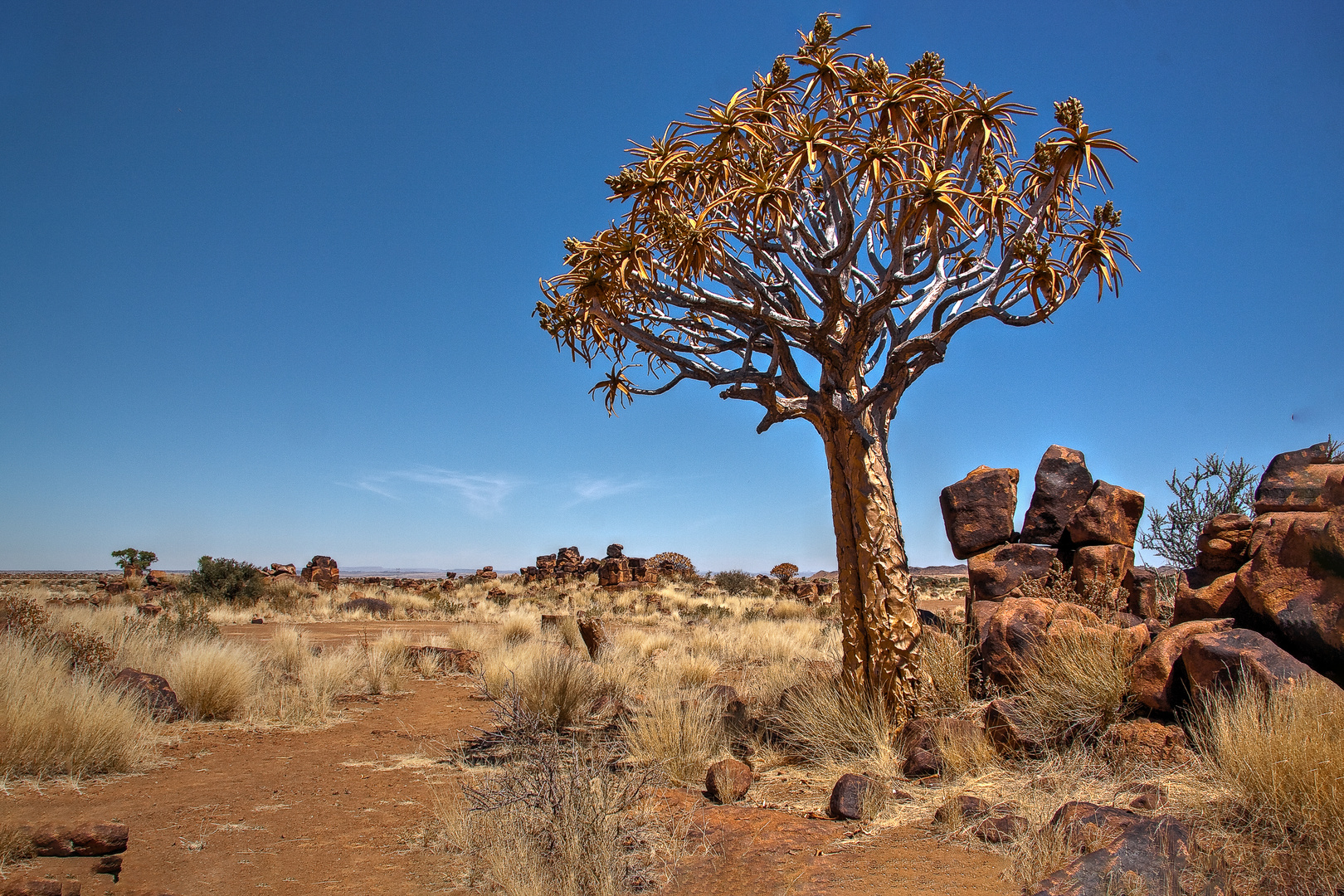 Köcherbaum, Namibia