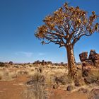 Köcherbaum, Namibia