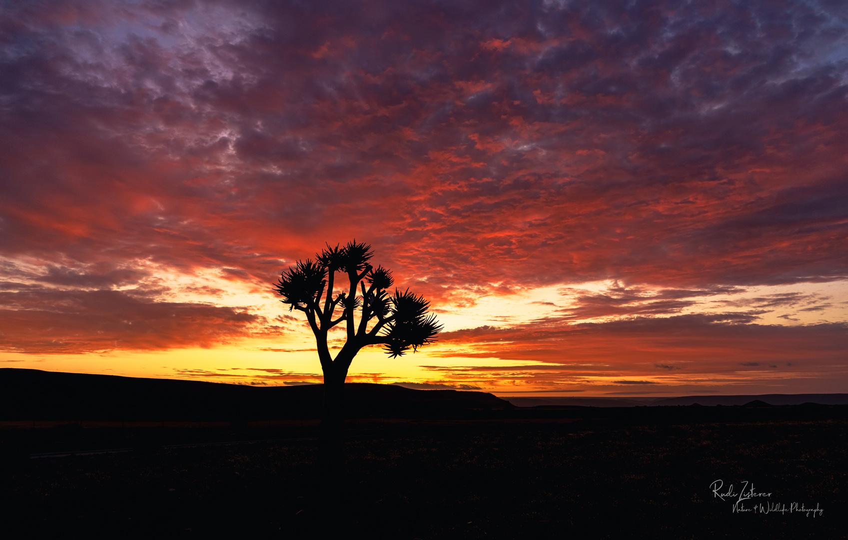 Köcherbaum-Silhouette bei Sonnenuntergang