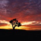 Köcherbaum-Silhouette bei Sonnenuntergang