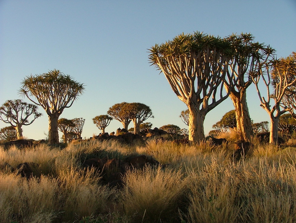 Köcherbaumwald bei Keetmanshoop im Abendlicht