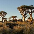 Köcherbaumwald bei Keetmanshoop im Abendlicht