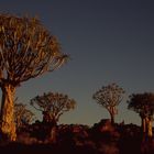 Köcherbaumwald im Abendlicht 1