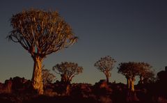 Köcherbaumwald im Abendlicht 1