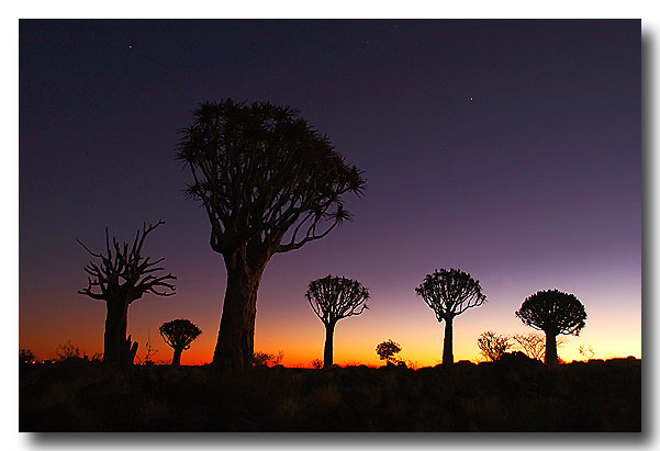 Köcherbaumwald in Namibia