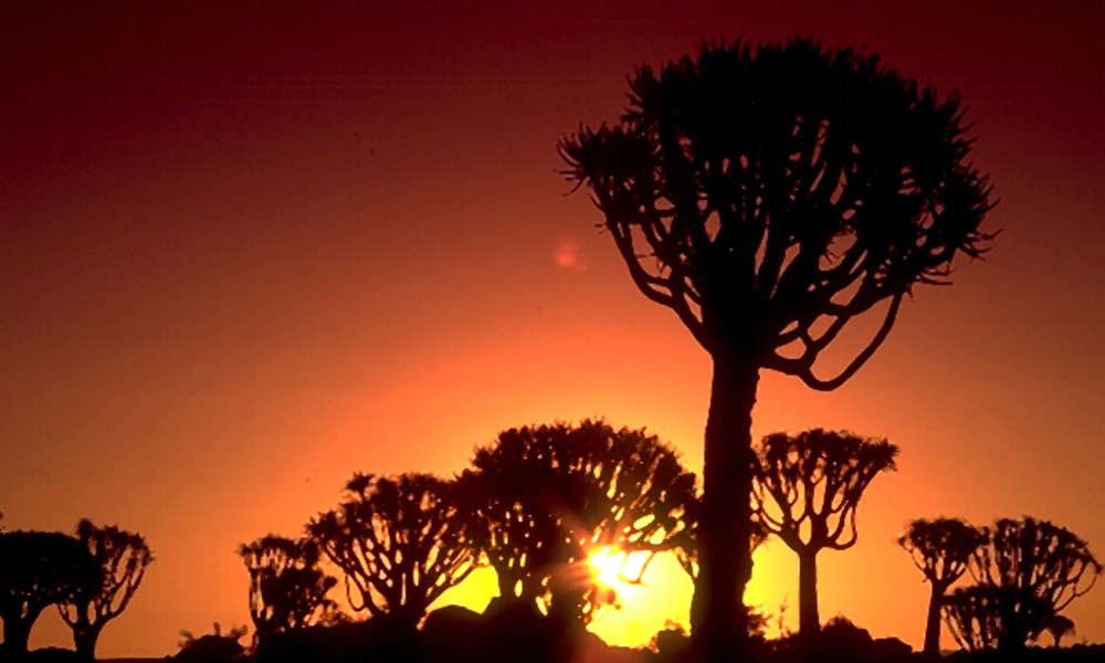 Koecherbaumwald in Namibia von Eduard Tkocz