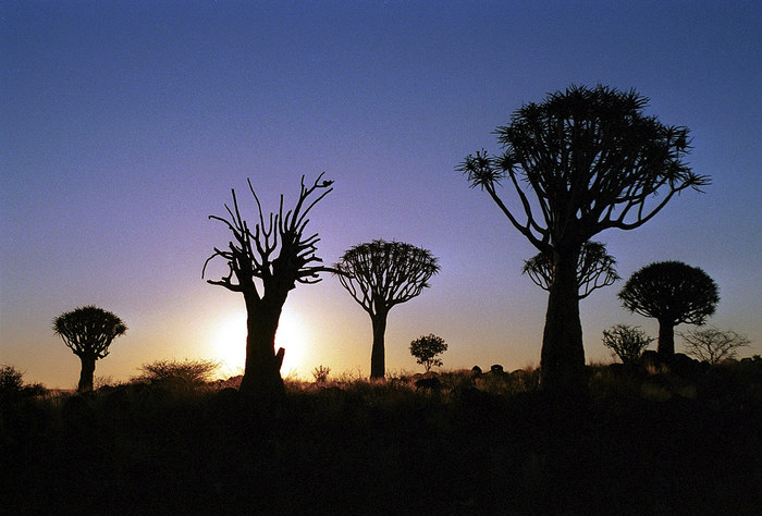 Köcherbaumwald Namibia