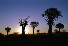 Köcherbaumwald Namibia