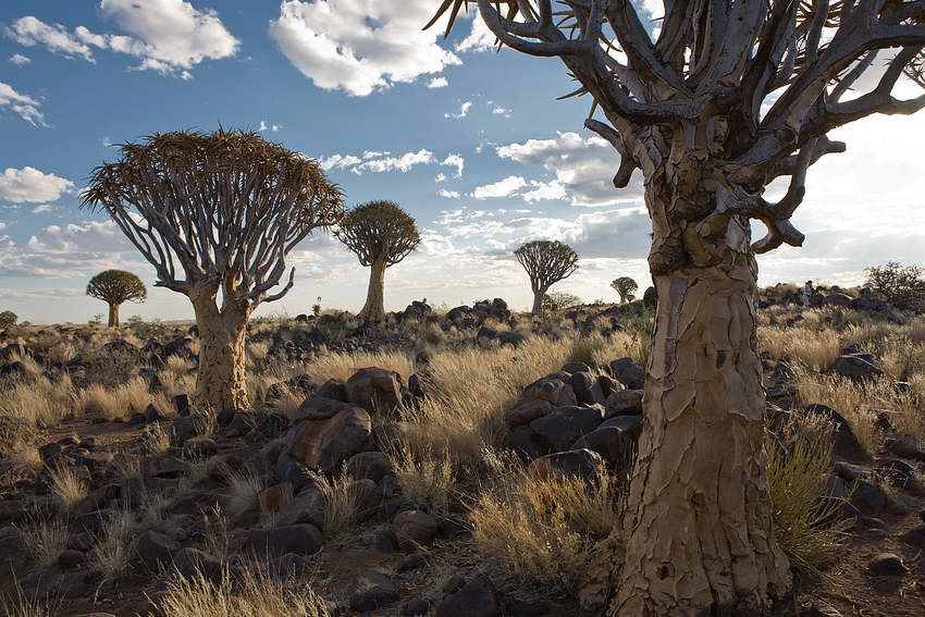 Köcherbaumwald Namibia von APOCLOPO 