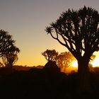 Köcherbaumwald Namibia