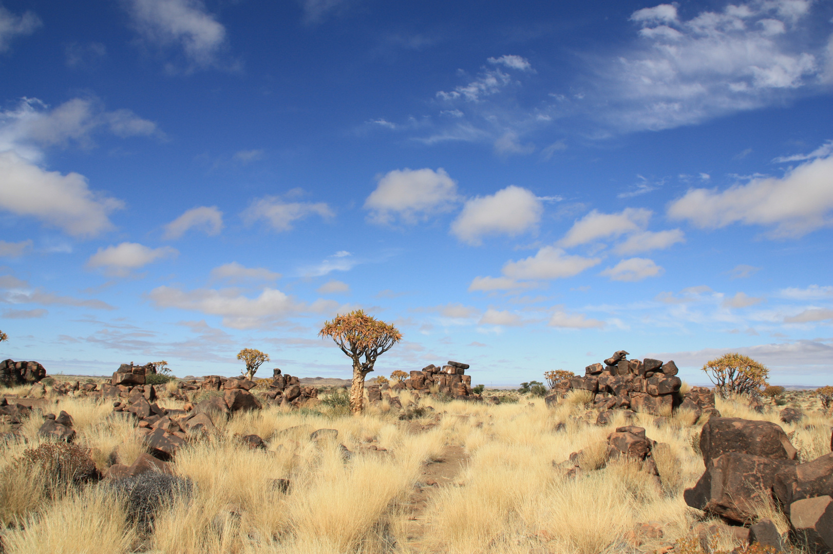 Köcherbaumwald - Namibia