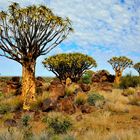 Köcherbaumwald_südliches Namibia