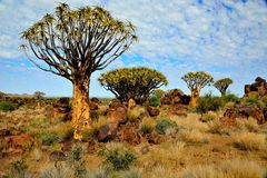 Köcherbaumwald_südliches Namibia