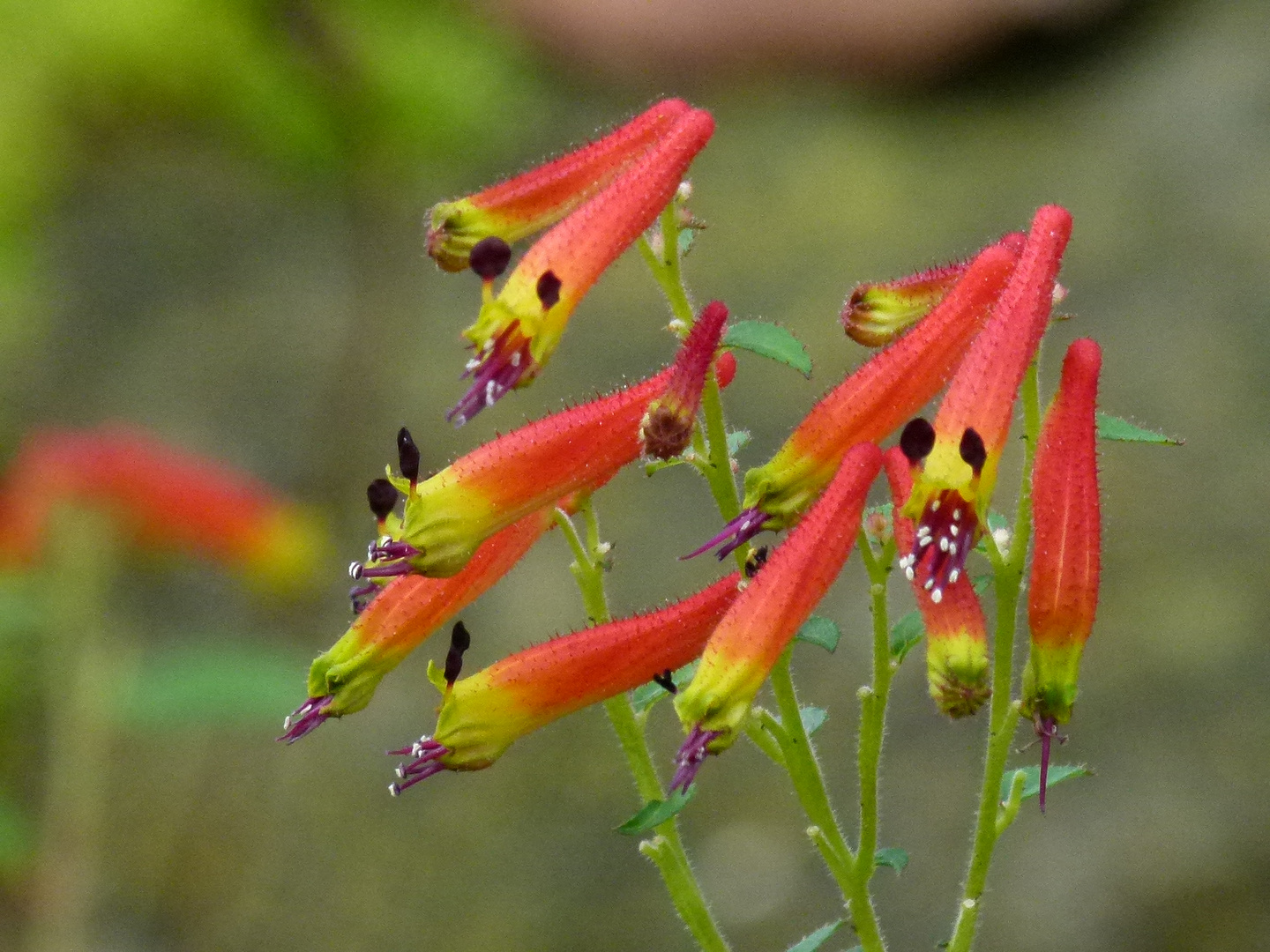 Köcherblümchen