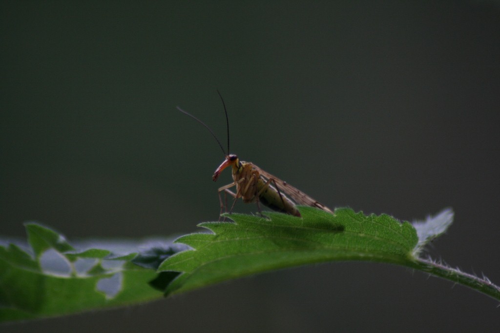 Köcherfliege