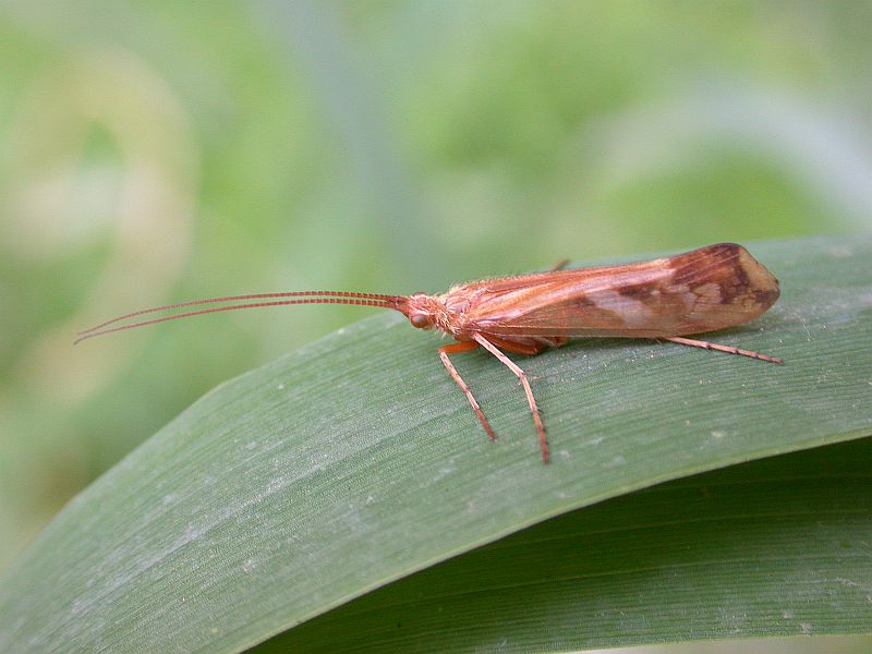 Köcherfliege 2 (Limnephilus lunatus)