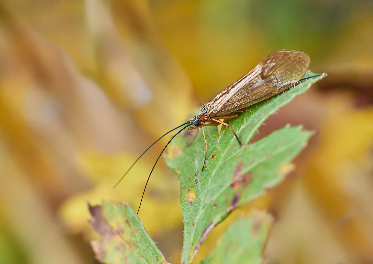 Köcherfliege 