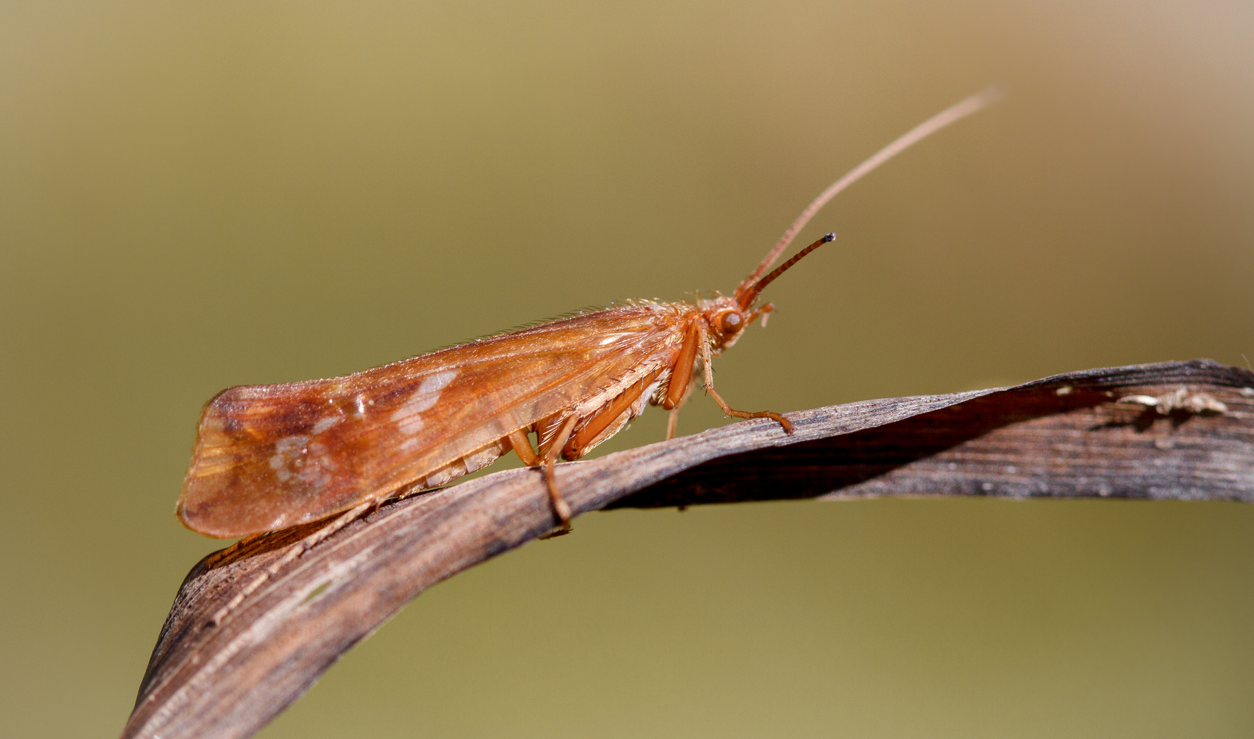 köcherfliege