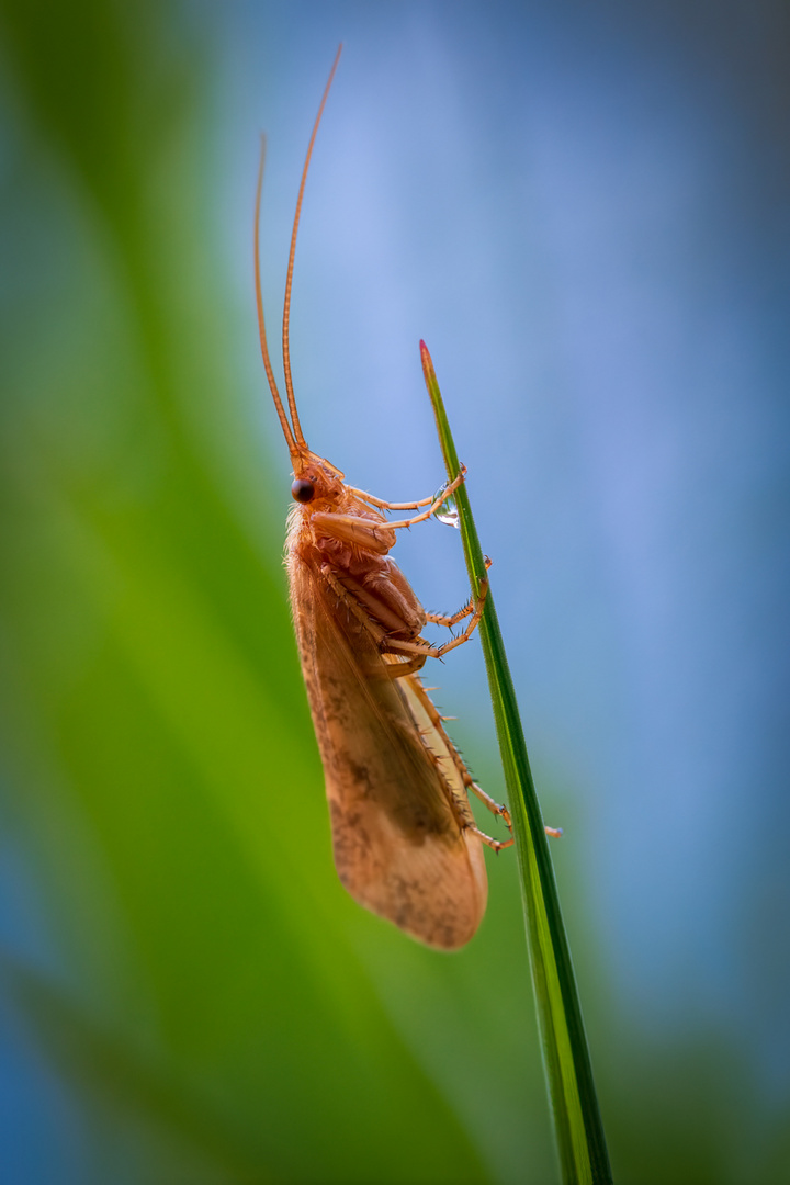 Köcherfliege