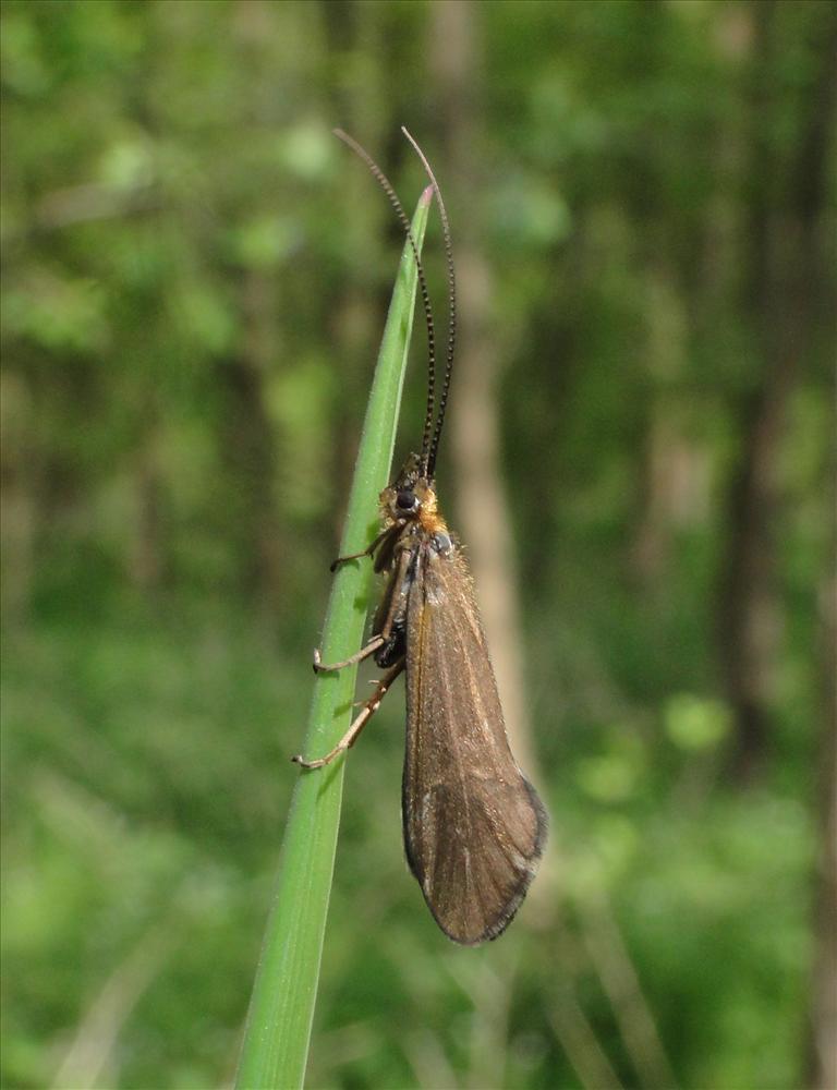 ~ Köcherfliege ~